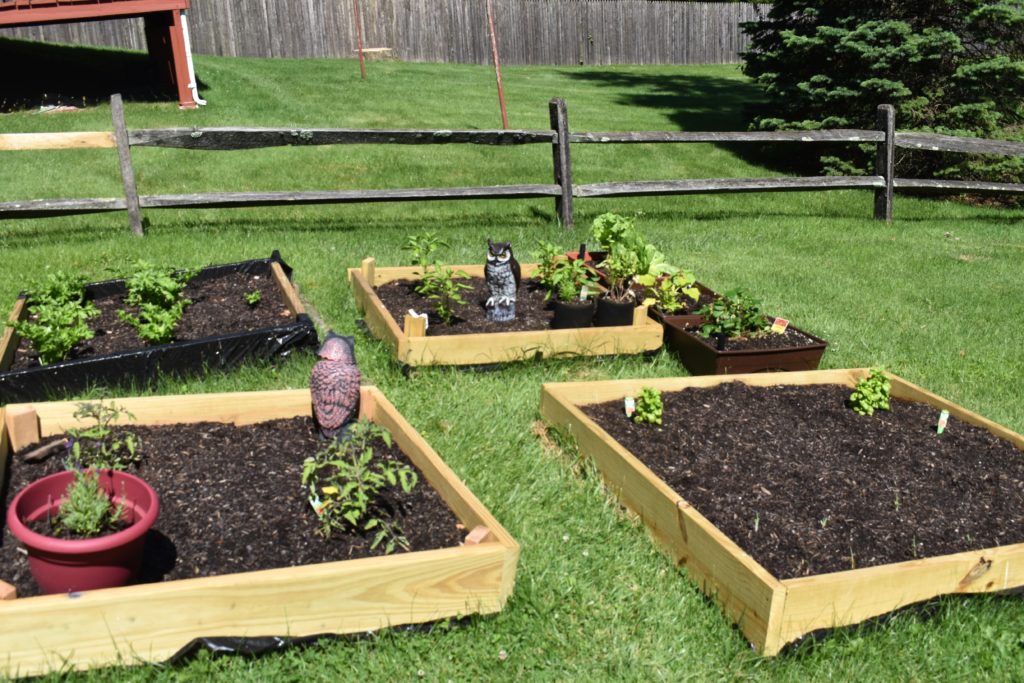 quarantine vegetable and herb garden as part of detoxing the home