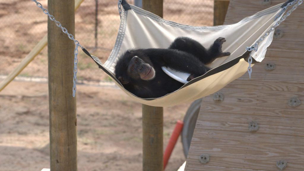 DIsney+ Meet the Chimps National Geographic
