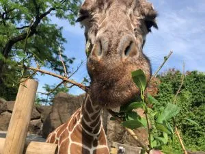 Philadelphia Zoo Summer Ale Fest on Sale Now 8
